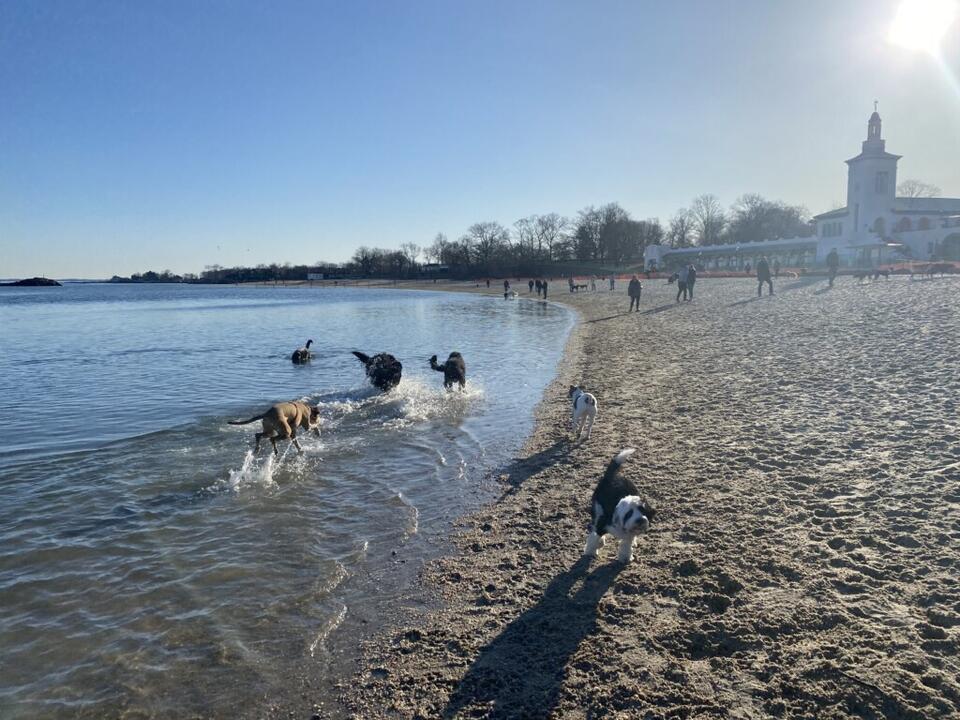 Good News for Dog Owners in Rye: Playland Beach and Rye Town Park ...