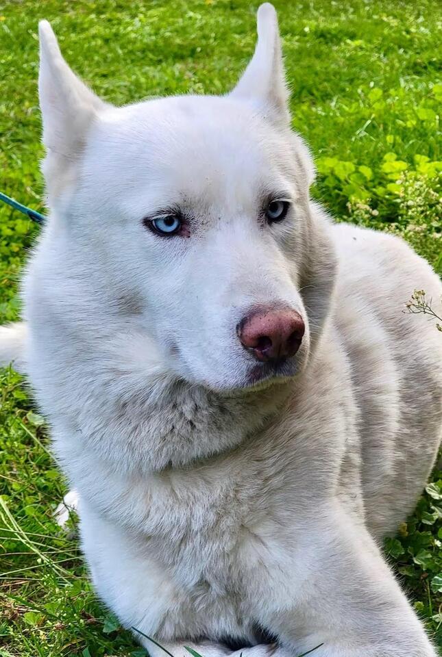 🐶 Playful and Loyal Dogs Ready for Adoption in Rathdrum - NewsBreak