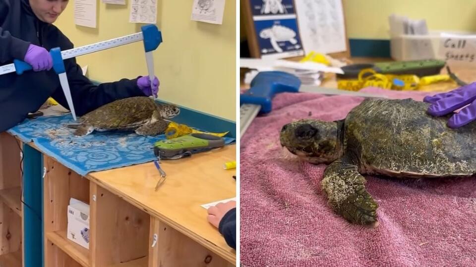 45 Sea Turtles Rescued from Cape Cod Beaches in 48 Hours - NewsBreak