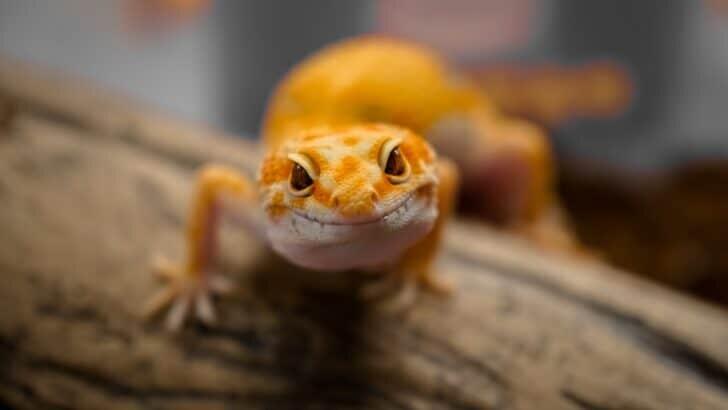 13 Pet Lizards That Love a Good Climb - NewsBreak