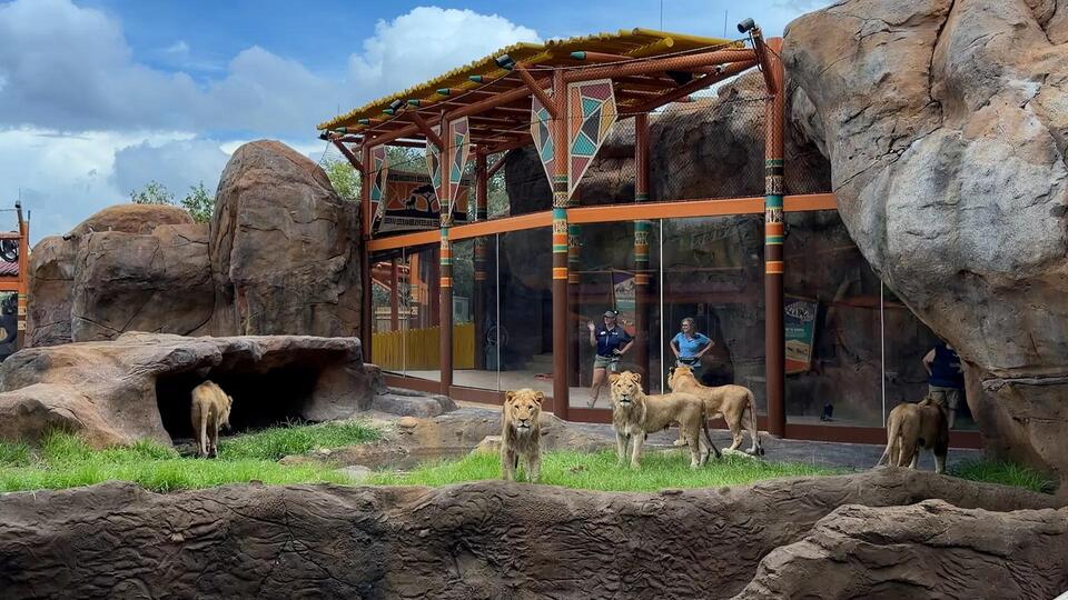 Busch Gardens Tampa Bay Welcomes Guests to New Lion & Hyena Ridge