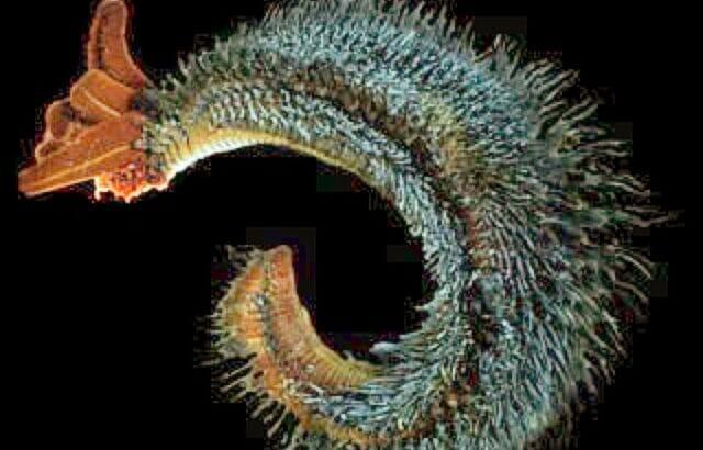 11 Creatures That Don’t Need to Eat - NewsBreak