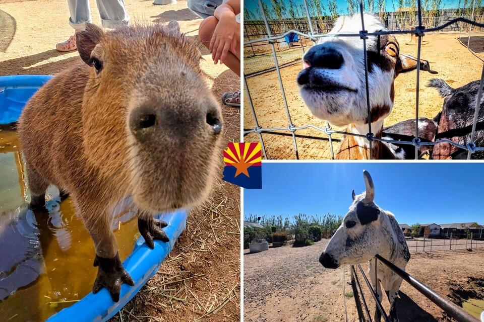 Why Ghost Ranch Exotics Is A Must-Visit In Arizona - NewsBreak