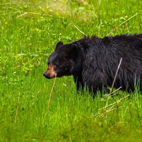 G&F Relocate Black Bear on the Edge of Gillette - NewsBreak
