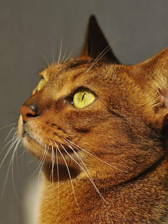 The Adorable Features of the Abyssinian Cat Breed - NewsBreak