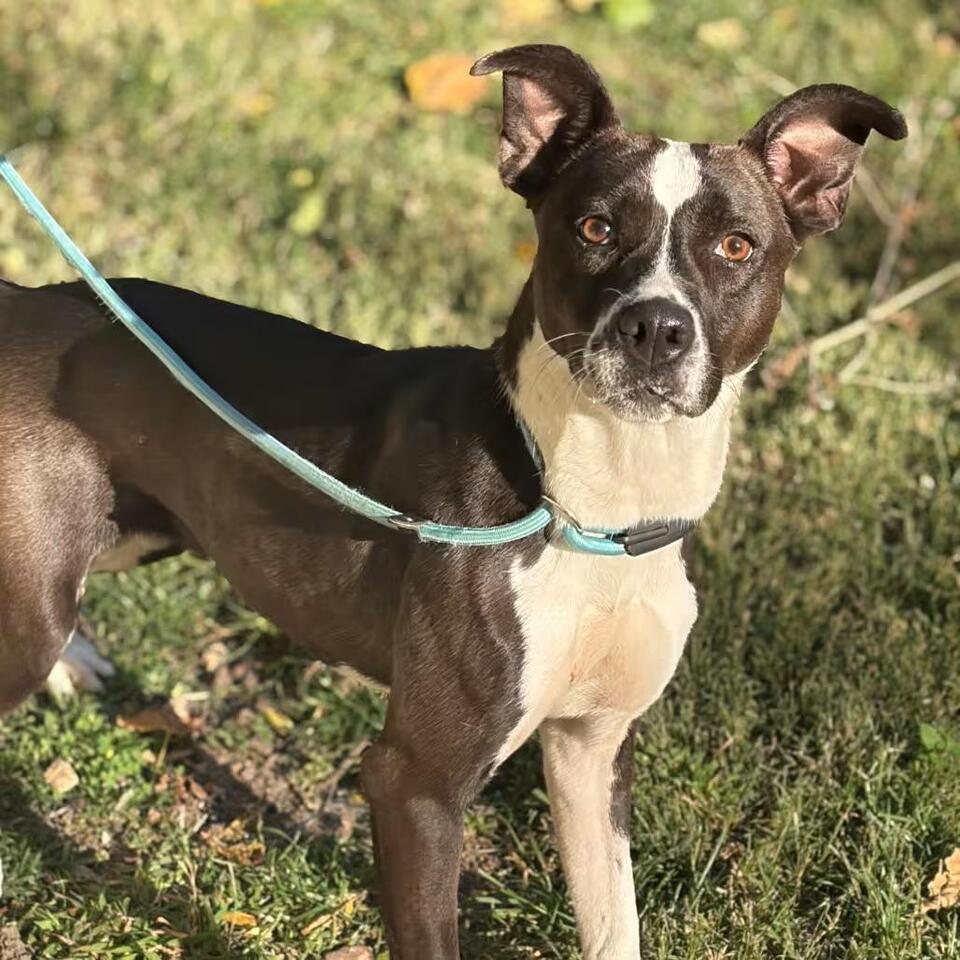 🐶 Friendly Dogs Ready for Adoption Near Melbourne, KY - NewsBreak