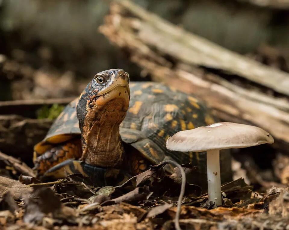 More Than 100 Charges, 27 Dead Turtles: St. Mary’s County Poaching Case ...