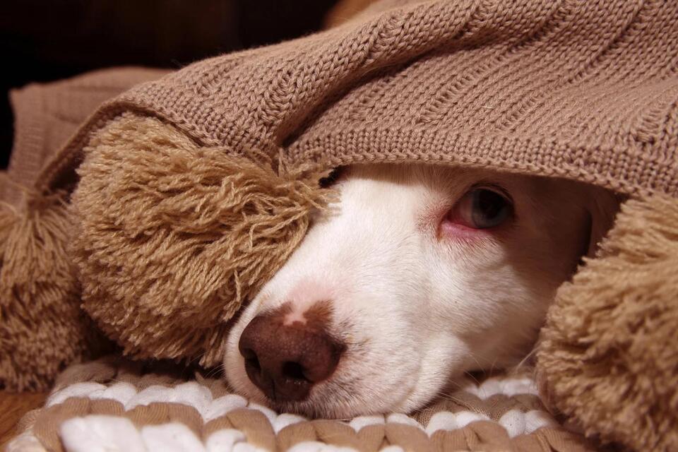 Photo inspiration: Picture Idea: 10 Natural Remedies That Every Dog Owner Needs To Know