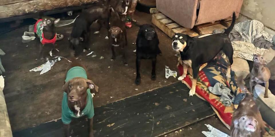 75 dogs seized in hoarding investigation - NewsBreak