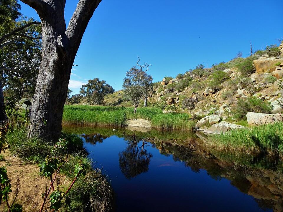 Inside the Ancient Swamps Where Coal—and Giant Bugs—Formed - NewsBreak