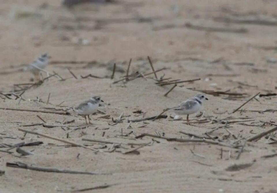 Piping Plovers, Least Terns See Nesting Wins at Cape Henlopen’s The ...