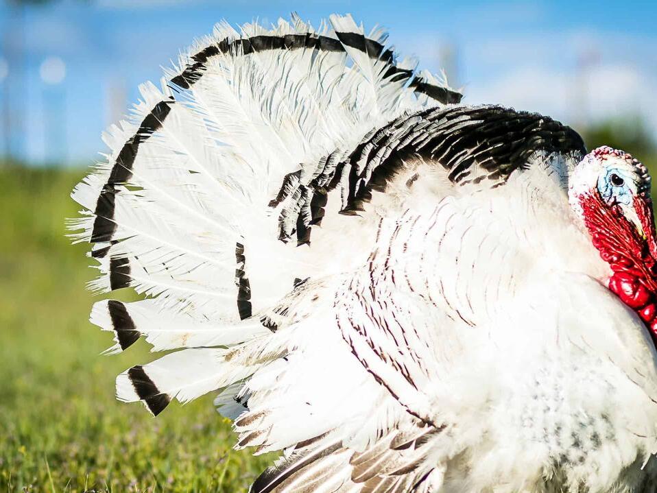 12 Sounds Turkeys Make and What Each Means