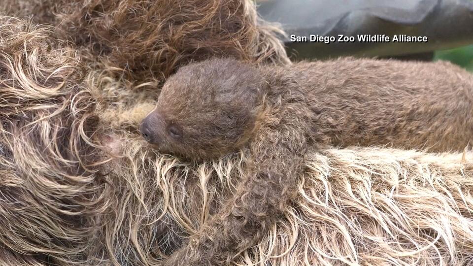 San Diego Zoo announces birth of Linnaeus’s two-toed sloth pup - NewsBreak