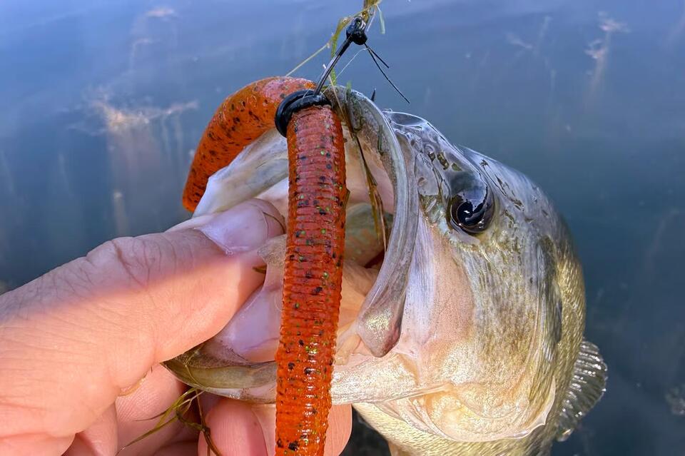 How to Fish a Wacky Rig for Summer Bass