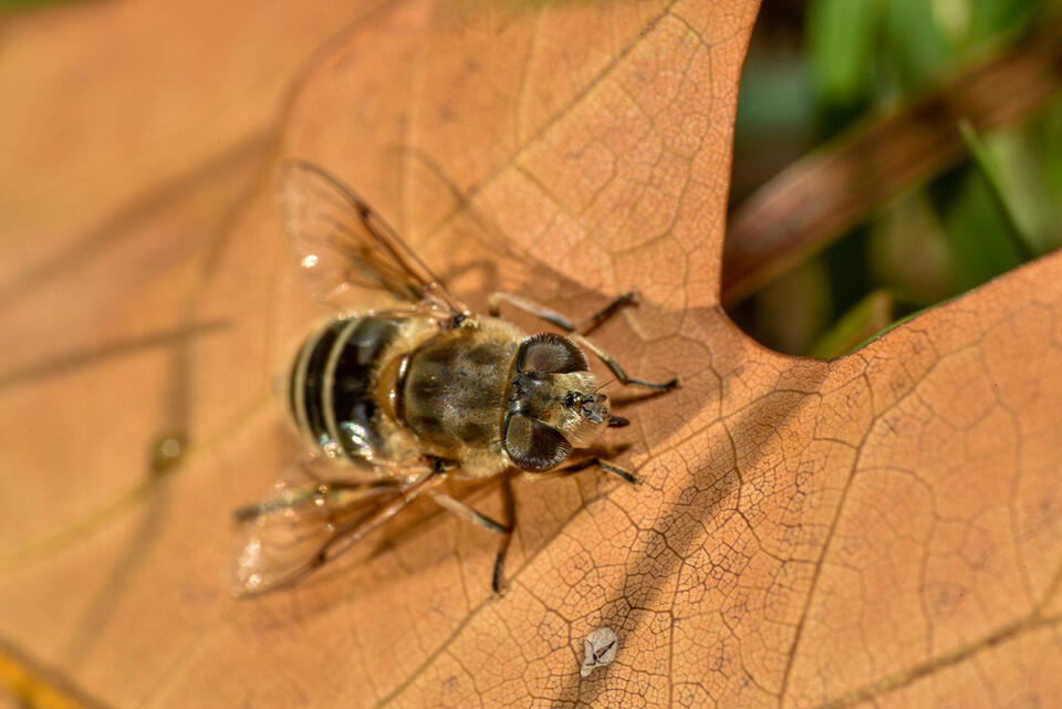 How to Clean Up Without Destroying Beneficial Insect Habitat - NewsBreak