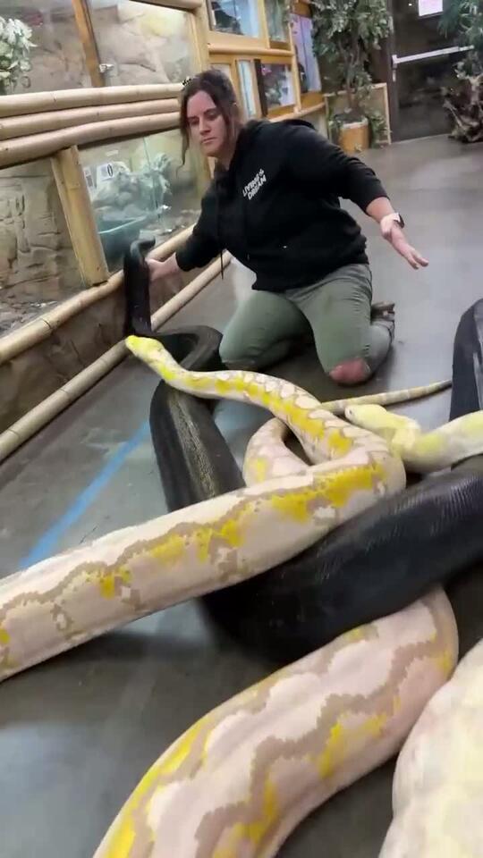 RETICULATED PYTHONS are the largest snake in the world! Burmese pythons ...