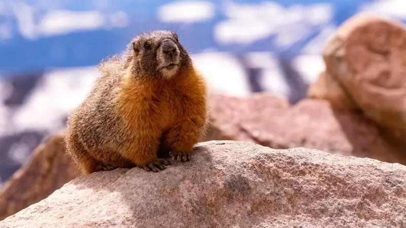 OnlyMarms Is California Researchers’ Latest Bid To Save Marmots