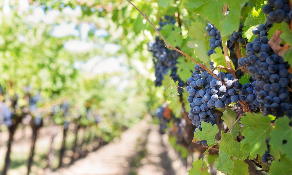 Monterey County supervisors approve winery rules, ask staff to revisit ...