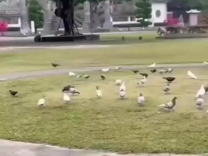 Crazy kitties showing off their Catitude! Who doesn’t love cats