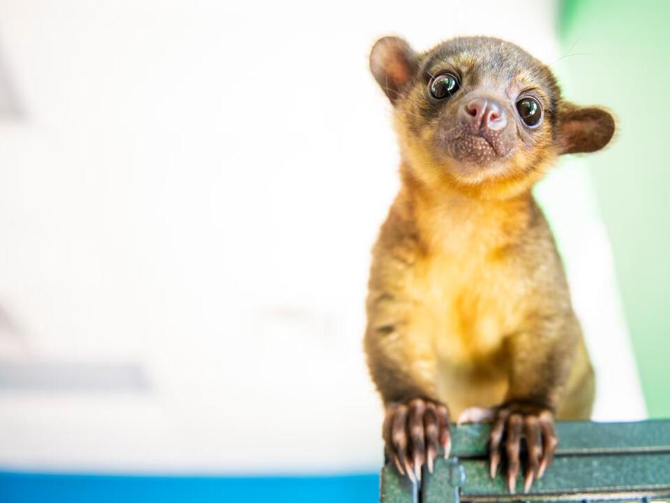 Exotic pet store kept hyena, kinkajous in poor conditions, USDA finds