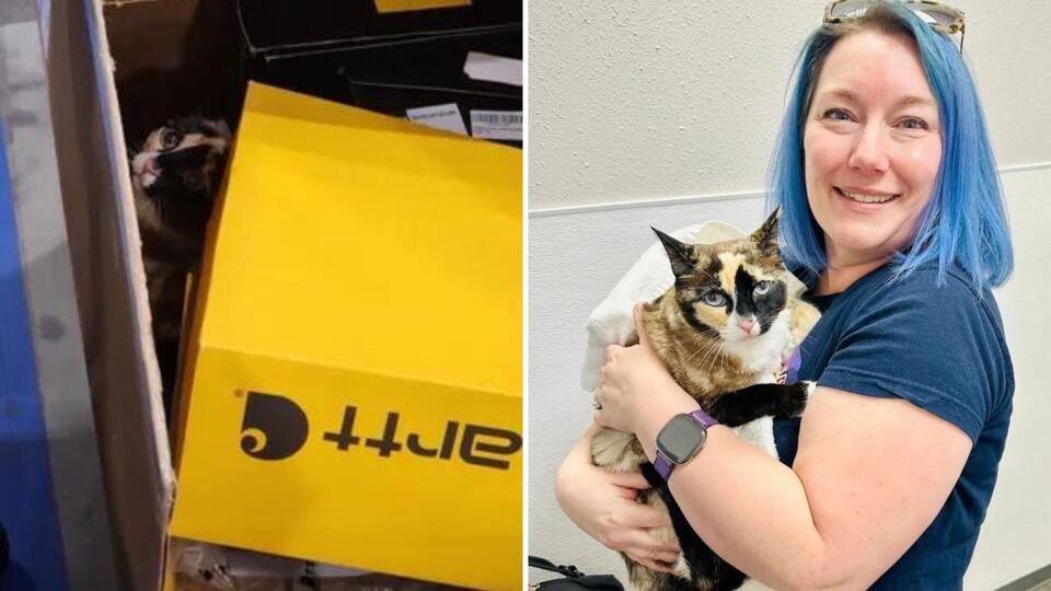 Missing Cat From Utah Found In An Amazon Box All The Way In California ...