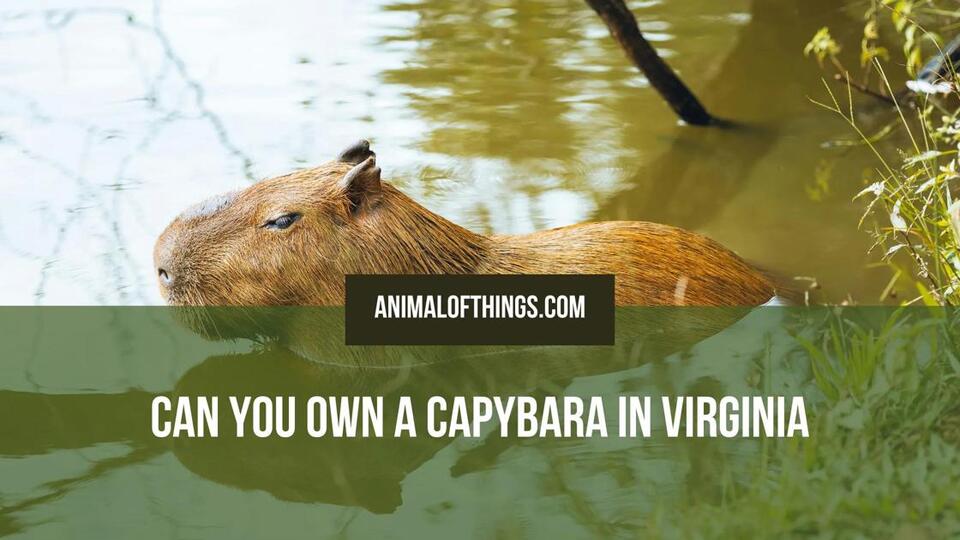 Can You Own a Capybara in Virginia? What the Law Actually Requires ...