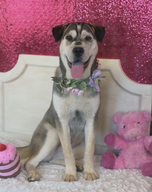 🐶 Playful & Loving Dogs Ready for Adoption in Fairfield - NewsBreak