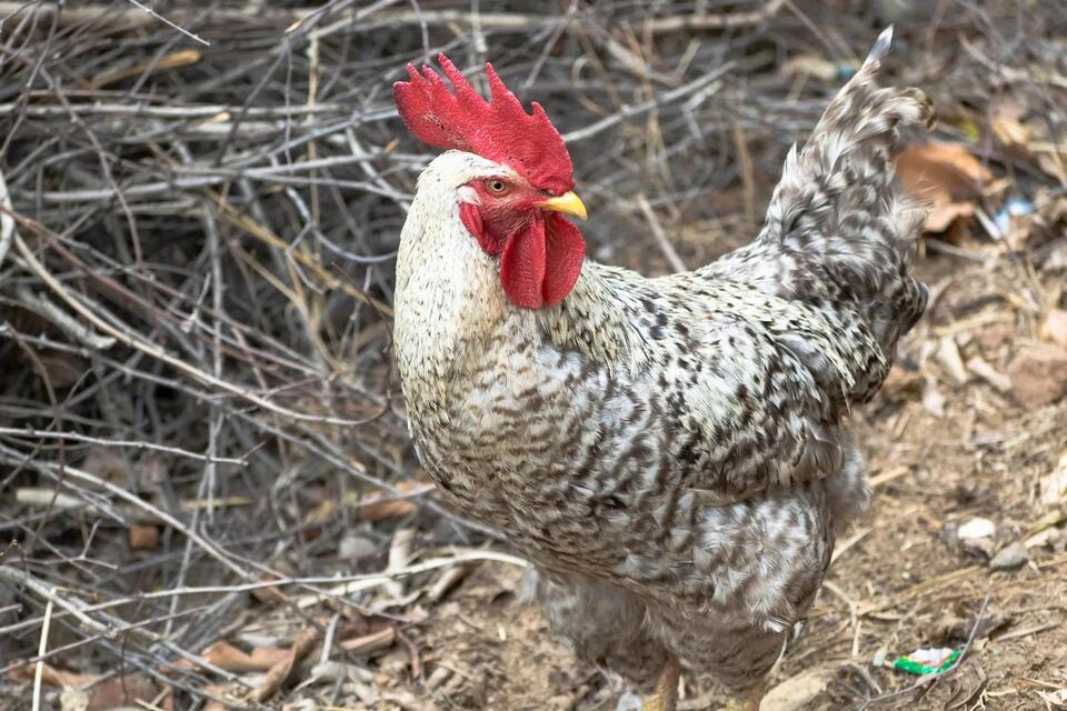 Avian Flu Regulations in Maryland: What Every Poultry Owner Needs to Know