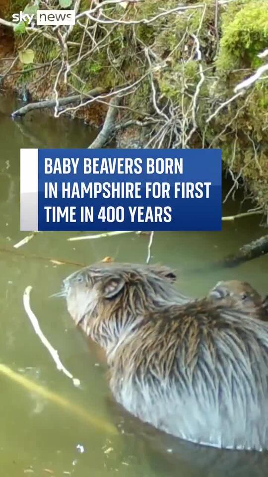 Two baby beavers were spotted in Ewhurst Park, making them the first