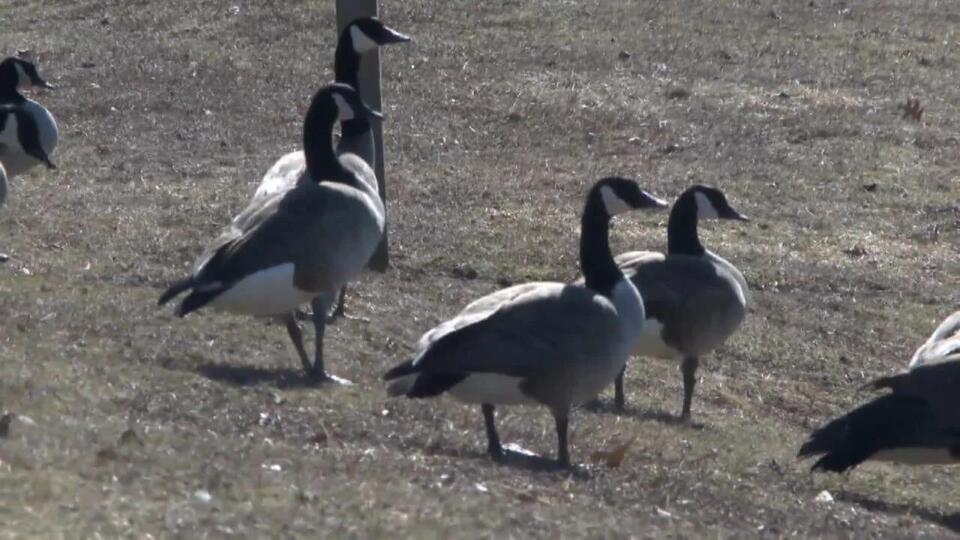 Canada Geese now falling victim to avian influenza - NewsBreak