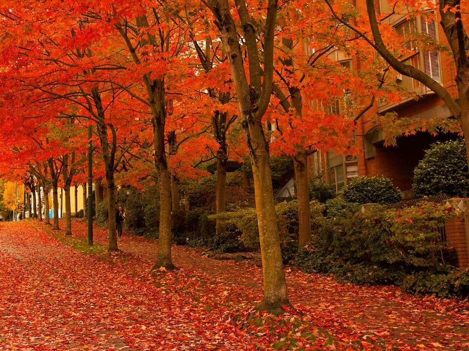 City of Trenton 20242025 Leaf Collection & Yard Waste Program