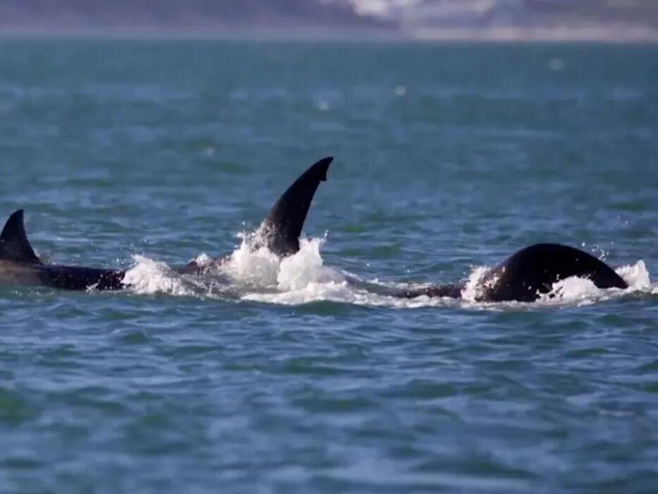 Orca kills great white shark in first-ever recording