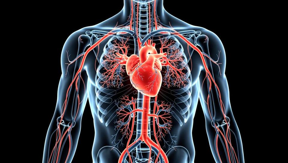 Scientists grow living heart tissue that generates electricity - NewsBreak