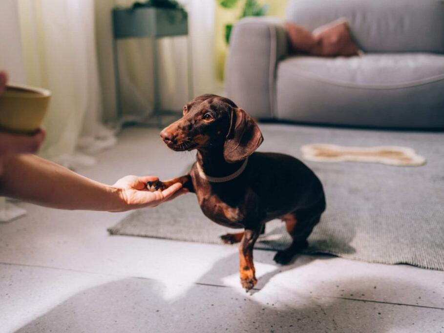 Friendliest Small Dog Breeds Our Favorite Nice Dogs