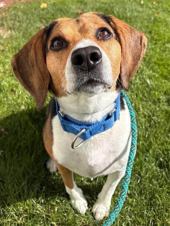 🐶 Playful and Loyal Dogs Ready for Adoption in Fall River - NewsBreak