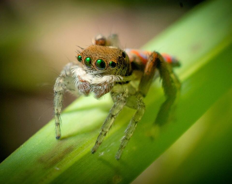 Why jumping spiders mimic wasps during mating dances - NewsBreak
