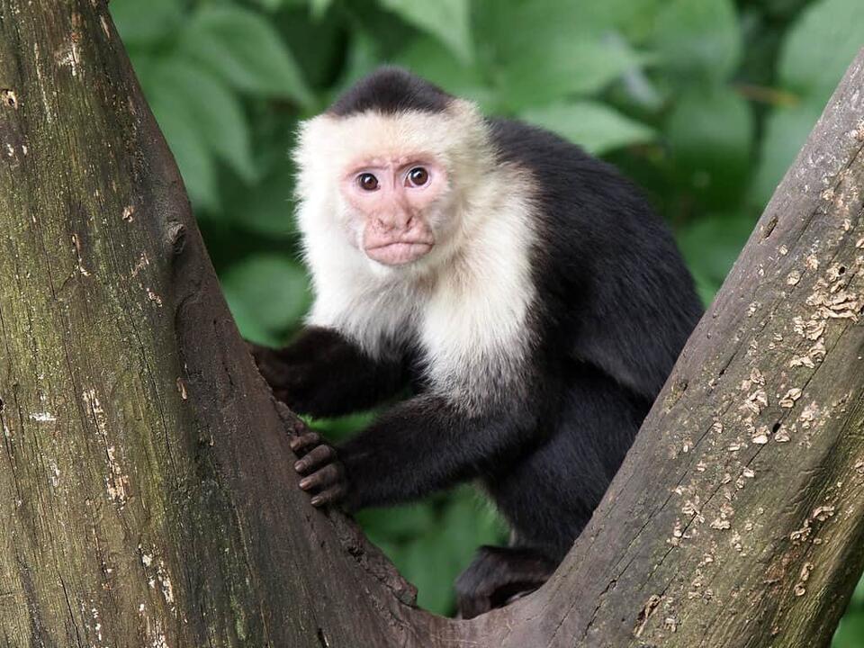 what-is-a-group-of-monkeys-called-newsbreak