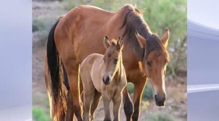 Thunder, Newest Salt River Foal, Represents the Herd’s Next Generation