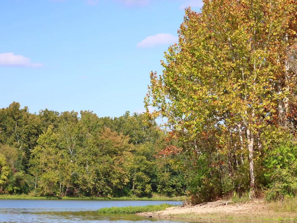 Summer 2024 conditions favor a colorful fall