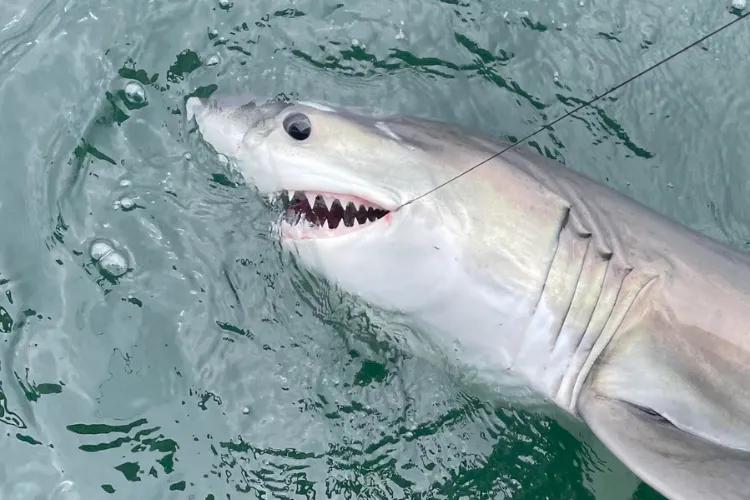 Atlantic Shark Institute Tags 50th Great White Shark in Rhode Island ...