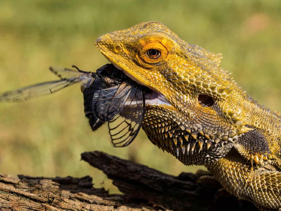 How Long Your Bearded Dragon Can Go Without Eating, and When It’s Dangerous