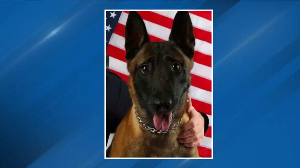 Retired Greater Cincinnati police dog Karson dies after battle with ...