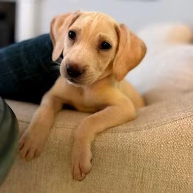 🐶 Playful Labrador Mix Dogs Ready for Adoption in Apex, NC - NewsBreak