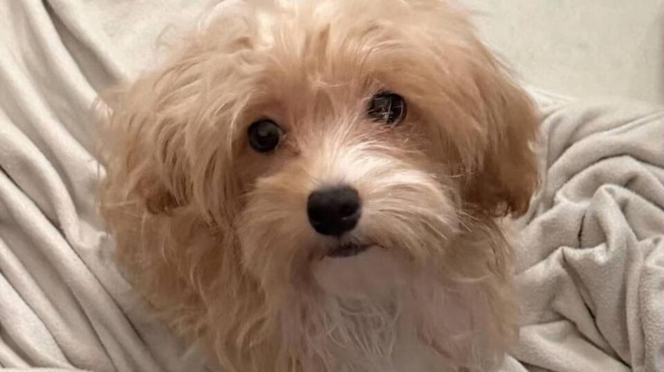 Meet Casey, a snuggly miniature Poodle puppy looking for her forever home