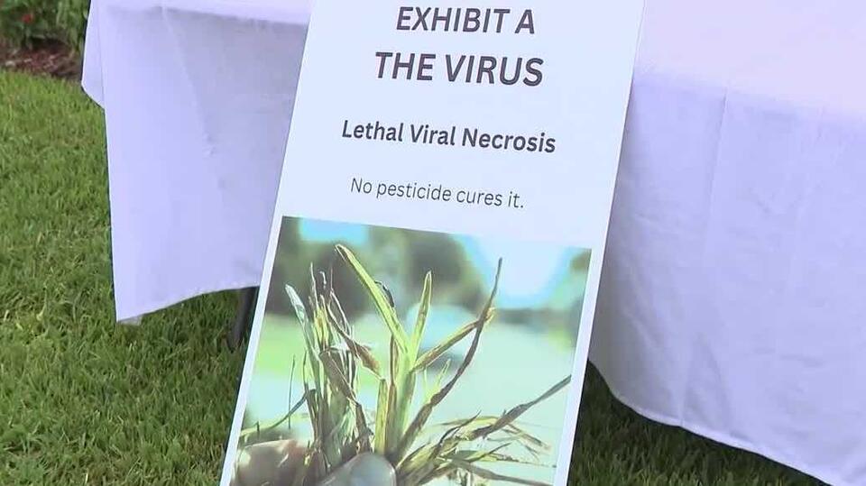 Grass virus detected in Naples community - NewsBreak
