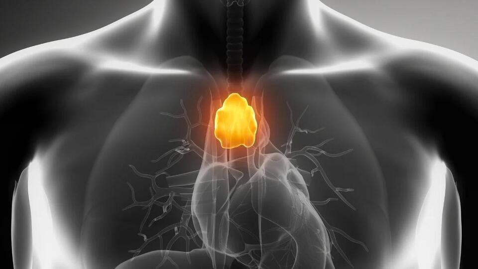 A 'Useless' Organ That Doctors Often Remove May Actually Fight Cancer ...