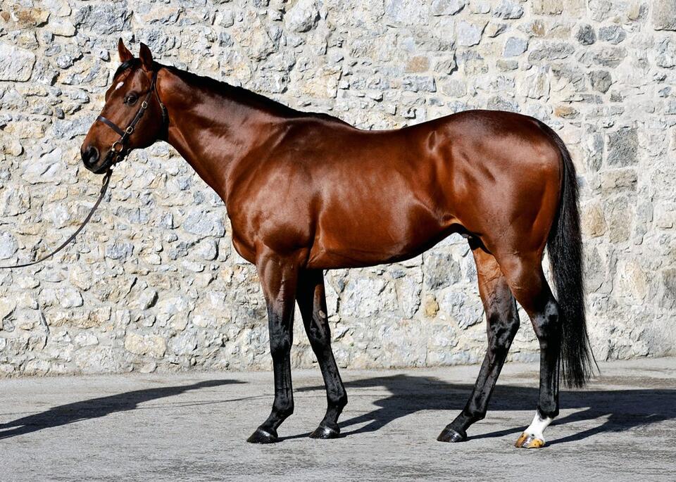 Return of Mares: Most In Demand, Most Expensive and Most Improved