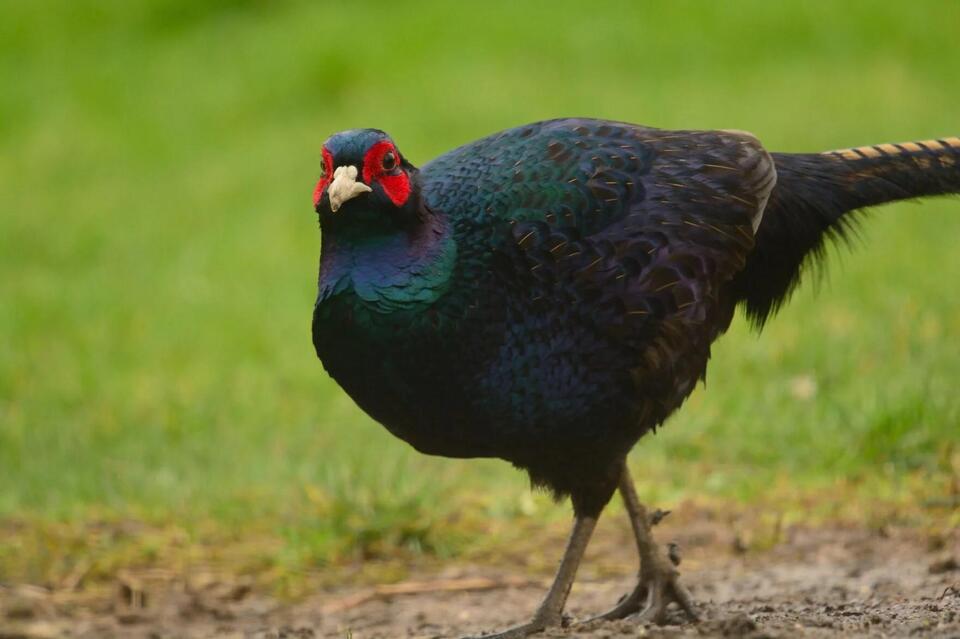 Fish and Game tests black pheasants at Sterling Wildlife Management ...