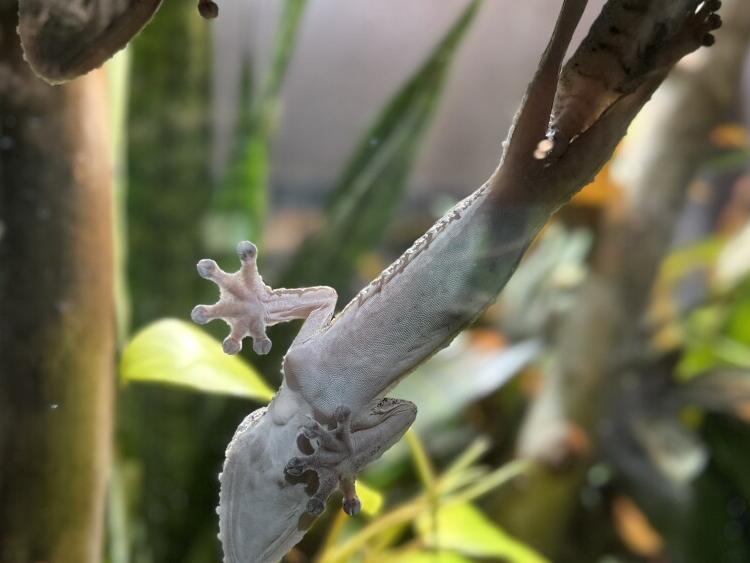 Free Fridays are back at Riverbanks Zoo and Gardens