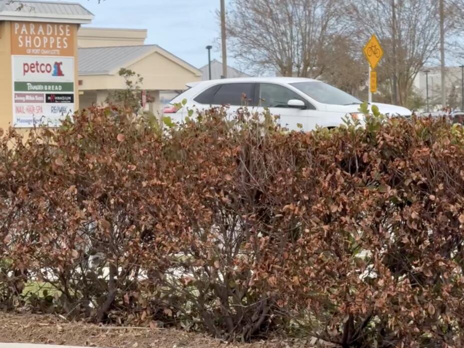 Why are plants and trees starting to turn brown after Hurricane Milton?